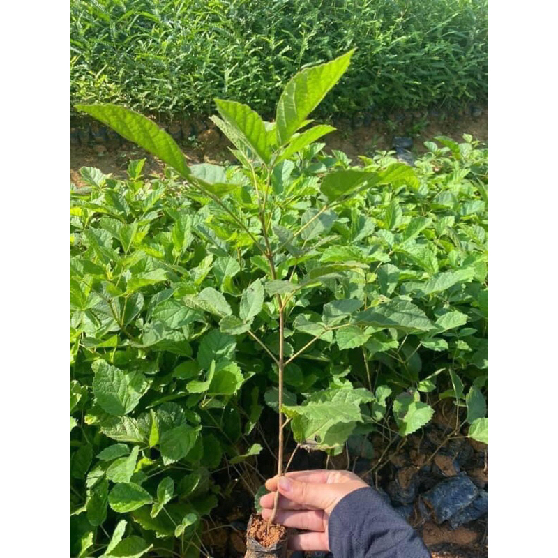 Giống phong linh hoa vàng