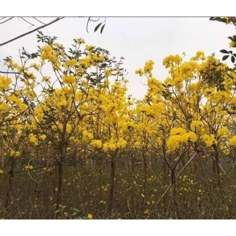 Giống phong linh hoa vàng