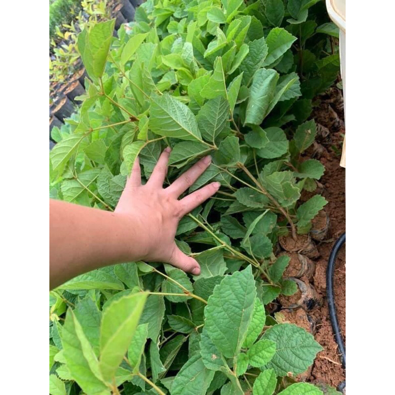 Giống phong linh hoa vàng