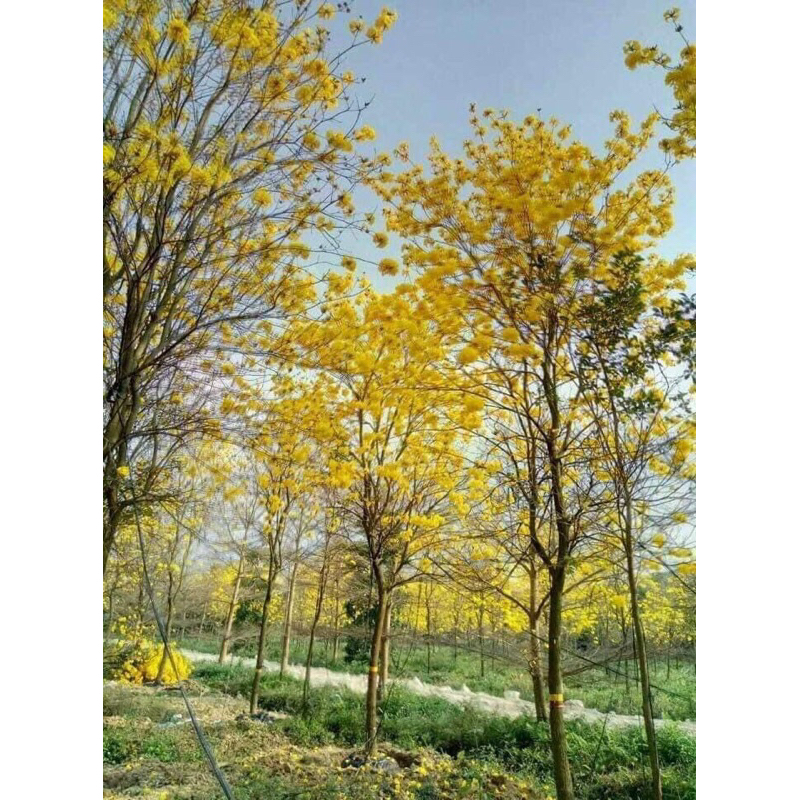 Giống phong linh hoa vàng