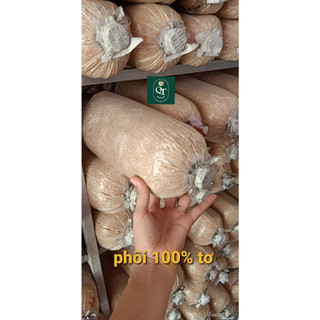 Phôi nấm bào ngư xám có nắp đậy