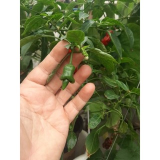 Cây giống ớt Peter
