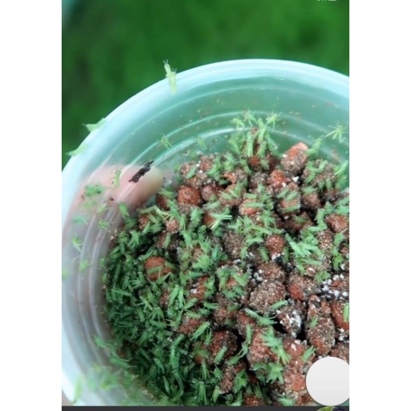 KÉN TRỨNG CÀO CÀO CỐM +20%