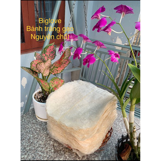 Set 50c Bánh tráng nhúng Bình Định làm từ gạo nguyên chất không pha mì ,vừa giòn vừa dai - biglove