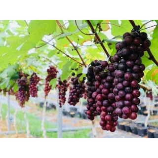 Giống nho HẠ ĐEN - Không hạt, dễ trồng, sớm trái, sai quả