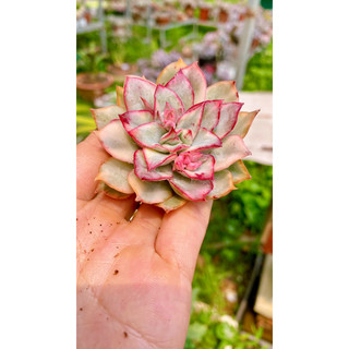 sen đá var bụi