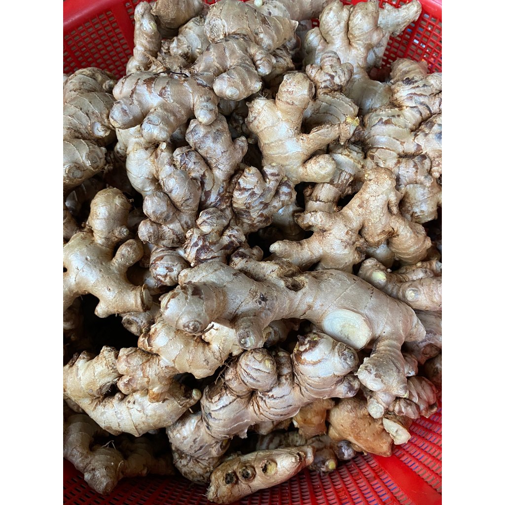 GỪNG SẺ ĐỒI VÂN TÍM SẤY KHÔ