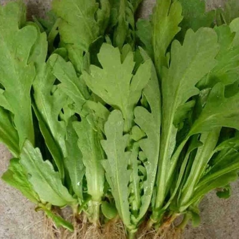 1000 hạt giống cải cúc