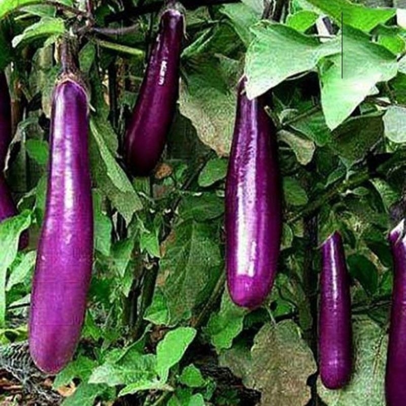 200 hạt giống cà tím dài