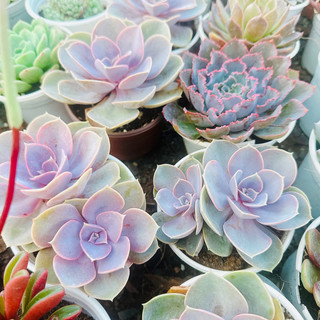 Sen đá hồng dịu size trung 5-7cm