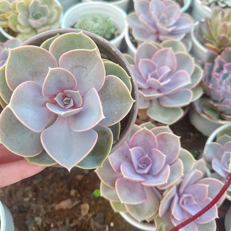 Sen đá hồng dịu size trung 5-7cm
