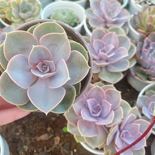 Sen đá hồng dịu size trung 5-7cm
