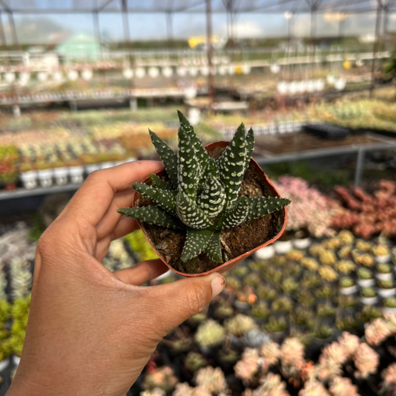 Cây sen đá Móng Rồng Donut haworthia donut size nhở 5-6cm, cây cảnh trang trí nhà cửa THUANPHAT GARDEN