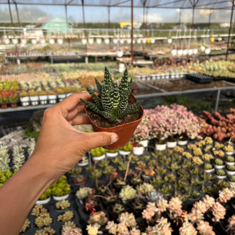 Cây sen đá Móng Rồng Donut haworthia donut size nhở 5-6cm, cây cảnh trang trí nhà cửa THUANPHAT GARDEN