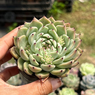 cây sen đá Cúc gai đỏ echeveria zaragozae size bầu 4-4,5cm giống mới siêu hot