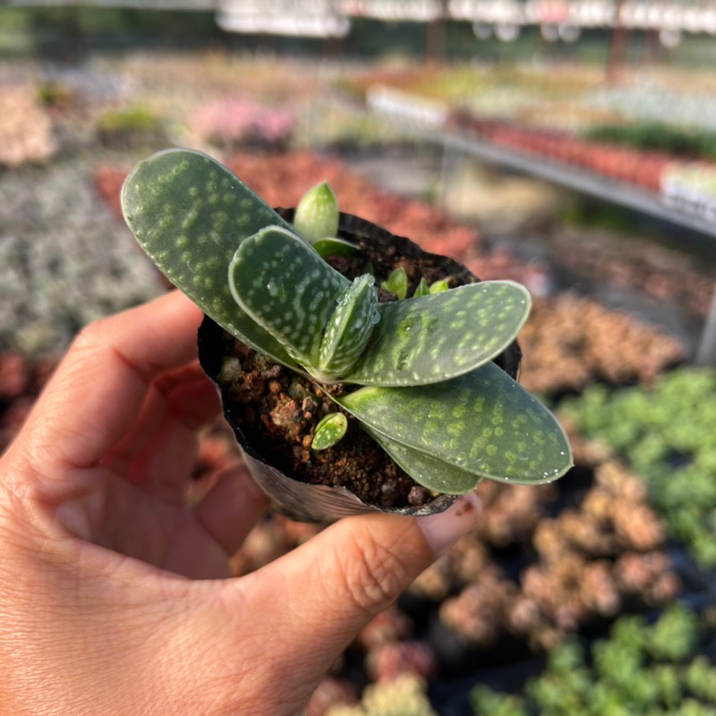 cây sen đá Mỏ vịt Gasteria Gracillis size bầu 4-4,5cm, cây cảnh trang trí nhà cửa THUANPHAT GARDEN