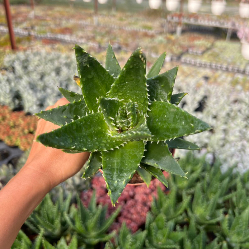 cây sen đá Nha Đam cá mập Aloe Brevifolia size to 10-12cm, cây cảnh trang trí nhà cửa THUANPHAT GARDEN