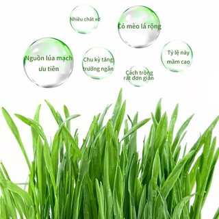 Bộ kit trồng cỏ lúa mạch cho mèo