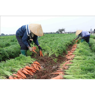 Hạt giống cà rốt đỏ củ to (2gram)