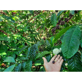 MS21: 500gr Cà phê ROBUSTA  rang mộc pha phin/pha máy