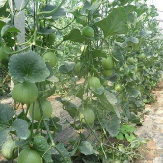 Hạt giống dưa hấu nụ  -