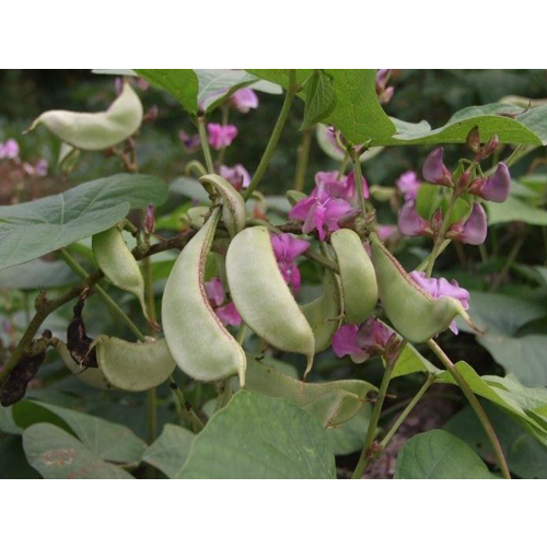 Hạt Giống Đậu Ván Xanh (Gói 5 Gram) -[Giàu dinh dưỡng, Ăn ngon - Dễ Trồng, Nhiều trái]