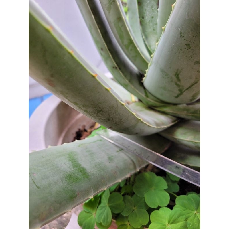 Lá nha đam nhà trồng giống bẹ to