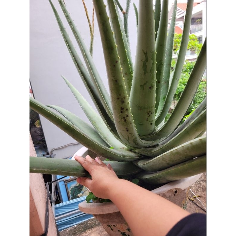 Lá nha đam nhà trồng giống bẹ to