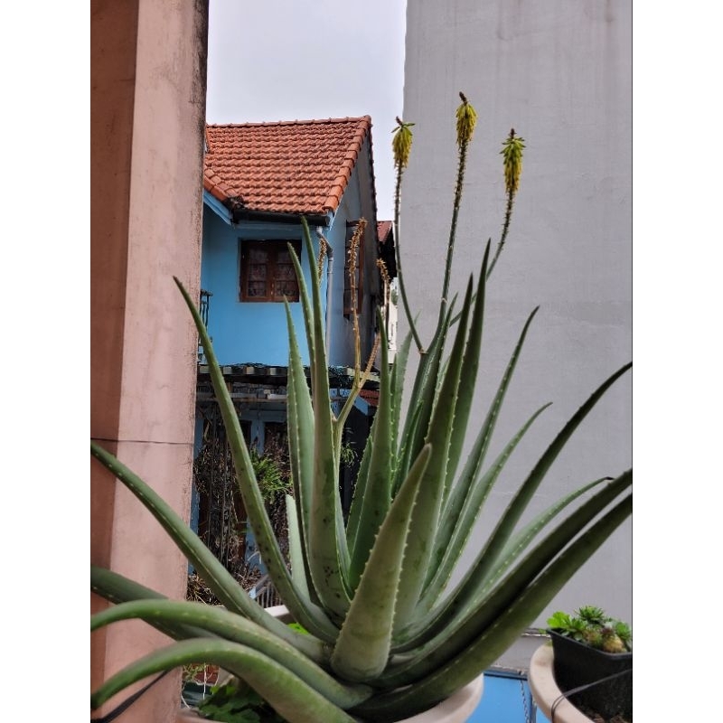 Lá nha đam nhà trồng giống bẹ to