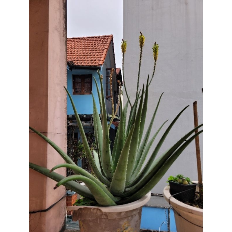 Lá nha đam nhà trồng giống bẹ to