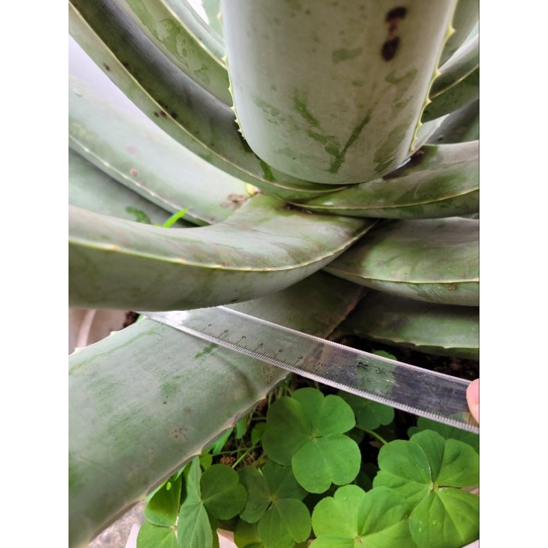 Lá nha đam nhà trồng giống bẹ to