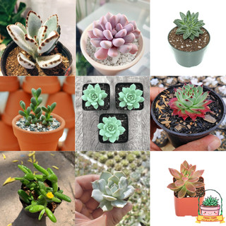 COMBO 5 SEN ĐÁ ĐÀ LẠT RANDOM SIZE VỈ  🌇  ❤️ HƯ 1 ĐỔI 1