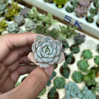 COMBO 5 SEN ĐÁ ĐÀ LẠT RANDOM SIZE VỈ  🌇  ❤️ HƯ 1 ĐỔI 1