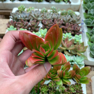 COMBO 5 SEN ĐÁ ĐÀ LẠT RANDOM SIZE VỈ  🌇  ❤️ HƯ 1 ĐỔI 1