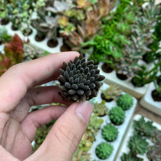 COMBO 5 SEN ĐÁ ĐÀ LẠT RANDOM SIZE VỈ  🌇  ❤️ HƯ 1 ĐỔI 1