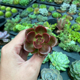 COMBO 5 SEN ĐÁ ĐÀ LẠT RANDOM SIZE VỈ  🌇  ❤️ HƯ 1 ĐỔI 1