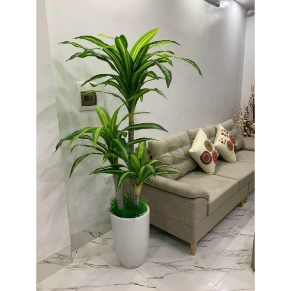 CÂY GIẢ 🌺 CÂY THIẾT MỘC LAN 3 THÂN CAO 1,7m