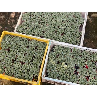 Lá May mắn( cây cẩm nhung) sỉ inb