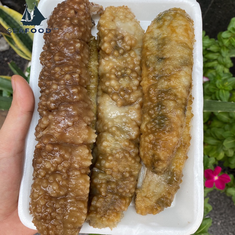 Hải Sâm Gai Vàng Size 4-8 con/kg. Đã làm sạch, loại cao cấp