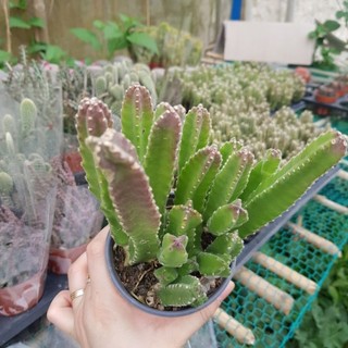 Xương rồng Stapelia gigantea