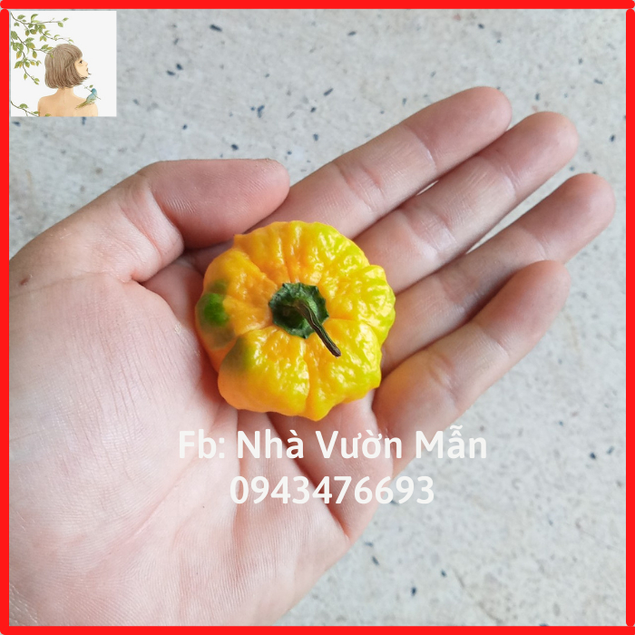 3 Hạt Ớt Scoth Bonnet Yellow