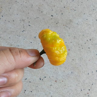 3 Hạt Ớt Scoth Bonnet Yellow