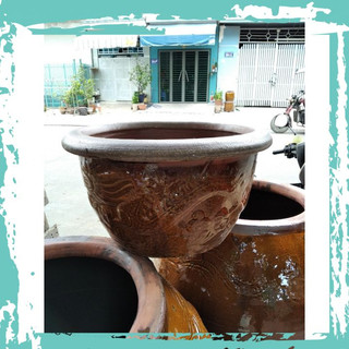 Chậu trồng cây vân rồng, chậu rồng, chậu cổ trồng cây