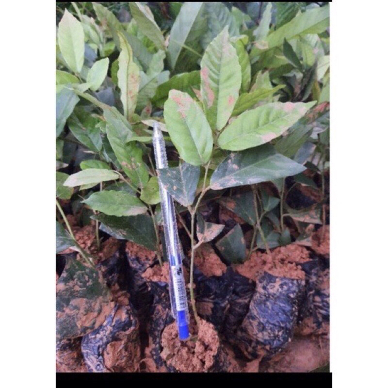 Giống dẻ hoa vàng