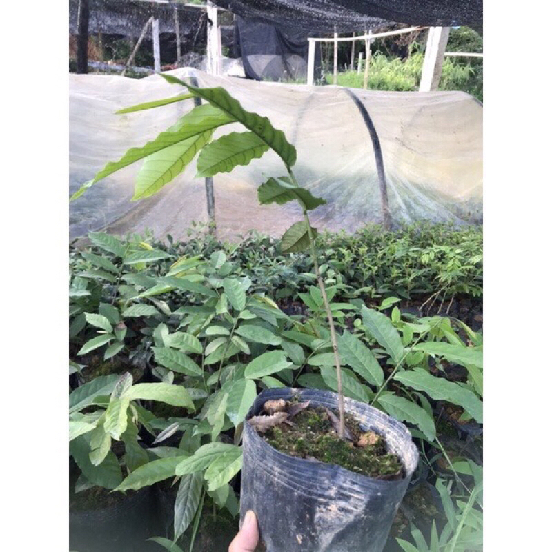 Giống dẻ hoa vàng