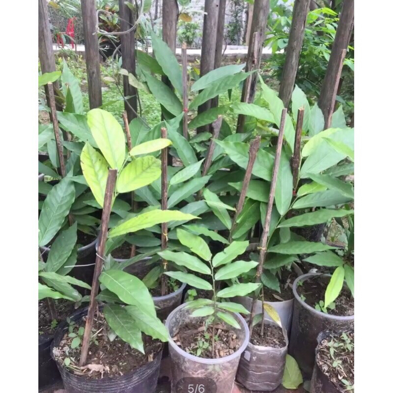 Giống dẻ hoa vàng