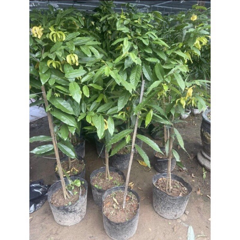 Giống dẻ hoa vàng