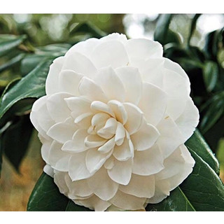 Cây bạch trà my-bạch cổ cao 60-70cm