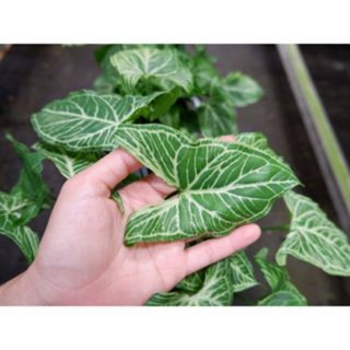 Trầu bà Syngo lá sọc-Syngonium Batik-bscc