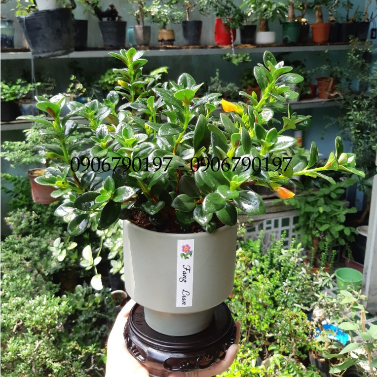 Hoa CÁ VÀNG mix chậu để bàn